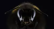 Обнаружен вирус, превращающий пчел в зомби
