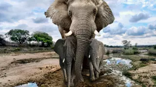 Загадочная гибель 350 слонов в Африке озадачила ученых 