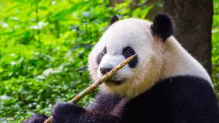 Усыновить, погладить и убрать помет за 300 тысяч тенге. Лучшие туры для общения с пандами в Китае