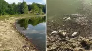 Мертвых рыб нашли на берегу загрязненного озера в Алматы