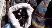 "Были завязаны в мешках": фото умирающих щенков обсуждают в Казнете