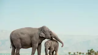 Видео со слонихой, пытавшейся разбудить мертвого слоненка, растрогало Сеть 