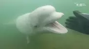 Дайвер снял на видео трогательную встречу с белухой