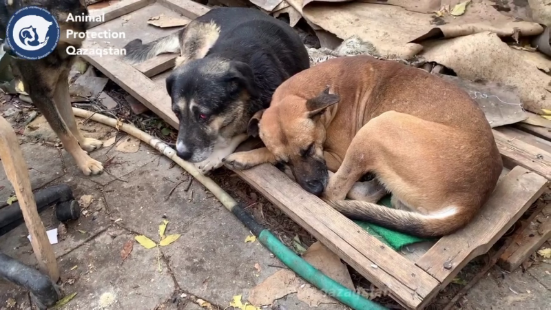 Кадр из видео