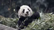 Самая старая в мире панда умерла в Китае