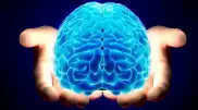 Ученые нашли неизвестный ранее способ омоложения мозга