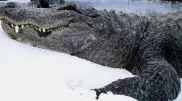 Реакцию аллигатора, впервые увидевшего снег, сняли на видео в США