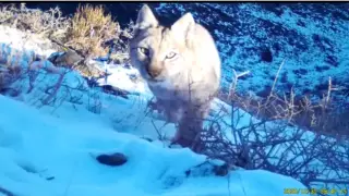 Краснокнижную рысь сняли на видео в Чарынском нацпарке