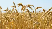 Литва скоро обгонит Казахстан как производитель пшеницы - депутат