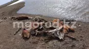 Туши мертвых животных обнаружили у реки в ЗКО