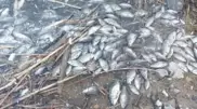 Рыба массово гибнет в водоеме под Карагандой