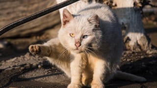 Иллюстрированное фото: Тengrinews.kz