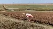 Гуляющего в степи одинокого фламинго сняли на видео