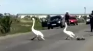 Лебеди с лебедятами остановили движение на дороге в Карагандинской области