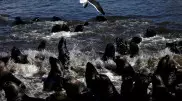 Колония морских львов захватила пляжи Чили