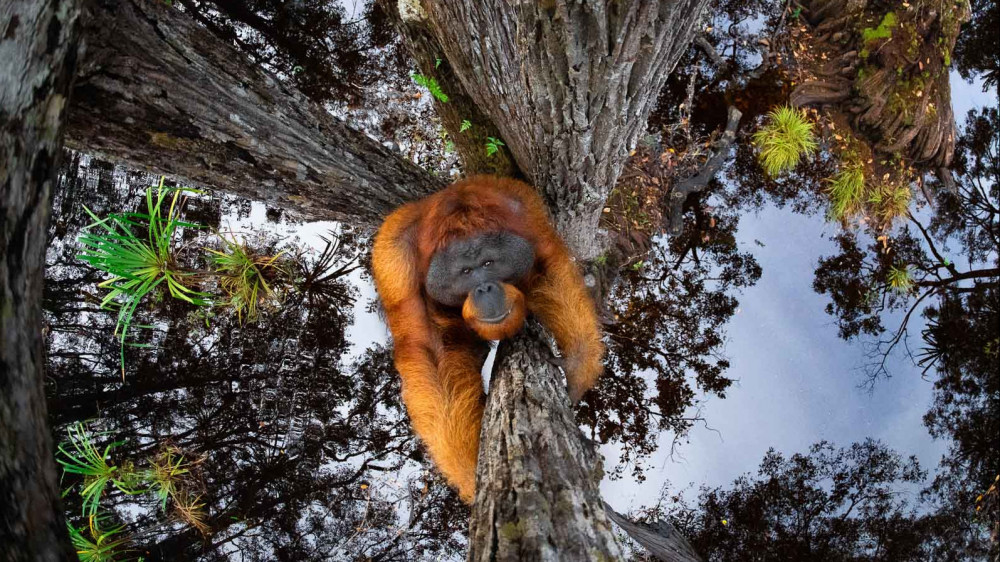 "Мир с ног на голову". 10 впечатляющих фото с конкурса TTL Photographer of the Year: 2021-07-15 09:15:00 - прочитайте