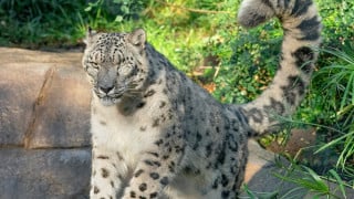 Фото:instagram.com/sandiegozoo