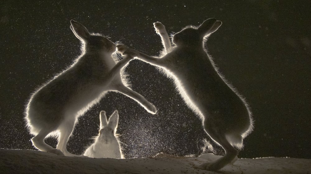 Драка зайцев, обнимающиеся пумы. Завораживающие снимки с фотоконкурса WildArt Photographer: 2021-09-23 13:44:43 - прочитайте