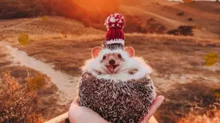 "Путешествуют больше, чем я". Девушка публикует фото заграничных поездок ежа и кота