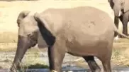 Схватка слона с крокодилом попала на видео в Замбии