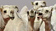 40 верблюдов сняли с конкурса красоты из-за ботокса в Саудовской Аравии