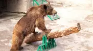 Женщина сбросила девочку в вольер к медведю в зоопарке Ташкента