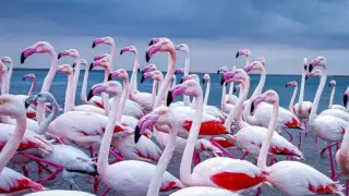 Где полюбоваться на розовых фламинго в Казахстане