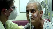 Вирус обнаружили в сердце свиньи, пересаженном пациенту в США
