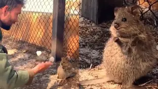 "Самого крутого в мире" маленького кенгуру сняли на видео