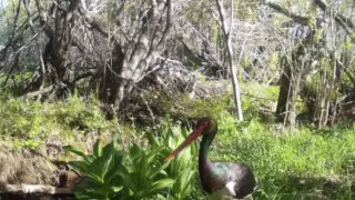 Редкого черного аиста сняли на видео в ВКО