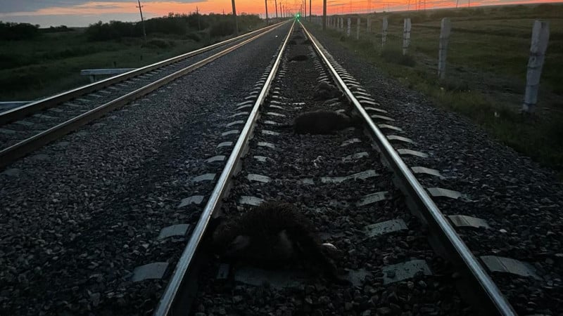 Фото: пресс-служба ДП на транспорте.