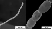 Обнаружена самая большая в мире бактерия
