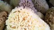Ученых беспокоит массовое обесцвечивание морских губок