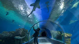 Самый большой туннельный аквариум построили в Турции