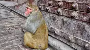 Массовое нападение диких обезьян произошло в Японии