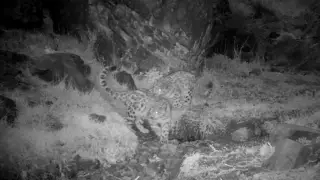 Снежные барсы попали на видео сразу в двух нацпарках Казахстана