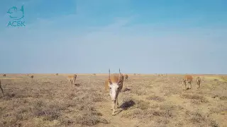 Огромное стадо сайгаков попало на видео в Костанайской области