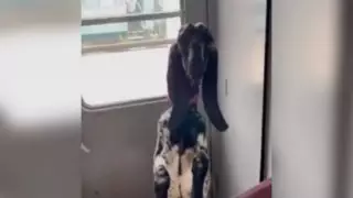 Из-за "самой дорогой овцы в тамбуре" началось служебное расследование