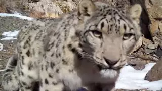 Любопытного снежного барса сняли на видео в Алтын-Эмельском нацпарке