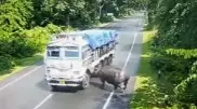 Столкновение носорога с грузовиком попало на видео