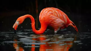 "Красные фламинго на фоне осени". Видео из зоопарка Алматы оценили пользователи Сети