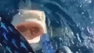 Кадр из видео.