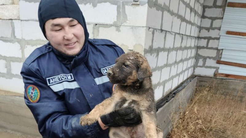 Щенок был испуган, но внешне здоров