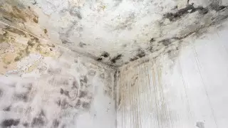 Врач назвала восемь признаков, что в ваших легких поселилась плесень