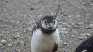 Момент "рождения" пингвина показали на видео