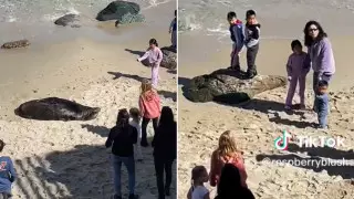 Девочка бросала камни в морского льва на пляже, вызвав бурю негодования в сети