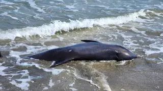 Свыше сорока дельфинов выбросились на берег в Японии