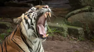 Закрыли школы: тигр-людоед держит в страхе деревни в Индии