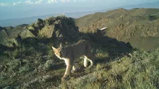 Рысь впервые за долгое время попала в фотоловушку в Казахстане