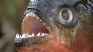 Пираньи напали на туристов на бразильском курорте. Пострадали 8 человек